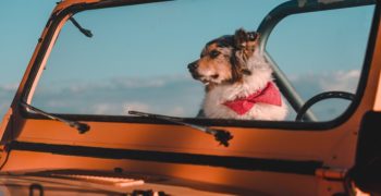 A scarfed dog in a Jeep, ready to head out on a Southwestern road trip.