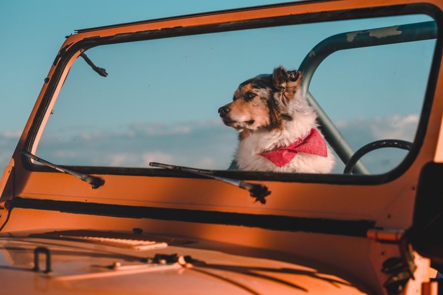 A scarfed dog in a Jeep, ready to head out on a Southwestern road trip.