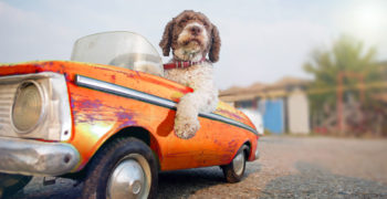 Dog that did not know how to prevent rust